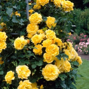 Golden Showers Climbing Rose Live Plant - Yellow, Fragrant, 5-7