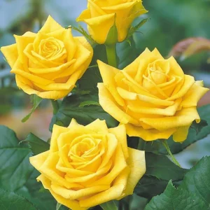 Golden Showers Climbing Rose Live Plant - Yellow, Fragrant, 5-7