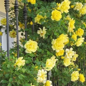 Golden Showers Climbing Rose Live Plant - Yellow, Fragrant, 5-7