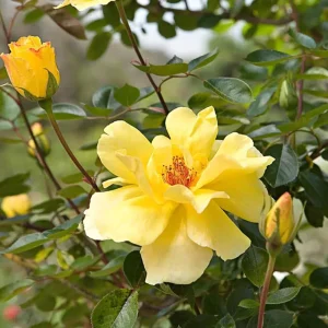 Golden Showers Climbing Rose Live Plant - Yellow, Fragrant, 5-7
