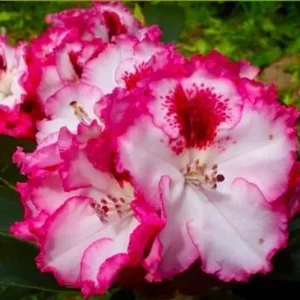 Golden Yellow Azalea Live Plant – Rhododendron Bush – 2-3 ft Tall – Outdoor - Image 7