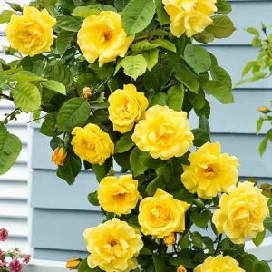 Golden Yellow Climbing Rose Live Plant Bare Root, 7-12 Inch Tall, Cold Hardy Outdoor - Image 2