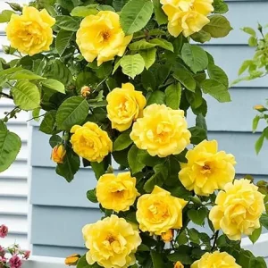 Golden Yellow Climbing Rose Live Plant Bare Root, 7-12 Inch Tall, Cold Hardy Outdoor - Image 6