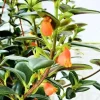 Goldfish Plant Live Houseplant, 4 Inch Potted Trailing Vine, Orange Blooms, Indoor - Image 1
