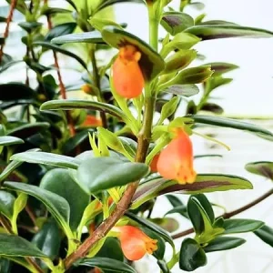 Goldfish Plant Live Houseplant, 4 Inch Potted Trailing Vine, Orange Blooms, Indoor - Image 5