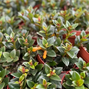 Goldfish Plant Live Houseplant in 4 inch Pot - Vibrant Orange Flowers - Image 2
