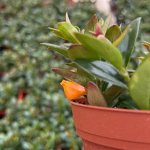 Goldfish Plant Live Houseplant in 4 inch Pot - Vibrant Orange Flowers - Image 3
