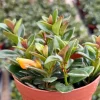 Goldfish Plant Live Houseplant in 4 inch Pot - Vibrant Orange Flowers - Image 1