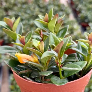 Goldfish Plant Live Houseplant in 4 inch Pot - Vibrant Orange Flowers - Image 1