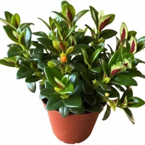 Goldfish Plant Live Houseplant – Lady Goldfish Variety – 4-Inch Potted Tropical Indoor Plant - Image 4