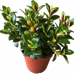 Goldfish Plant Live Houseplant – Lady Goldfish Variety – 4-Inch Potted Tropical Indoor Plant - Image 6