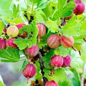 Gooseberry Bush Live Plant 5-9 Inch Tall - Sweet Red Fruit for Planting - Image 1