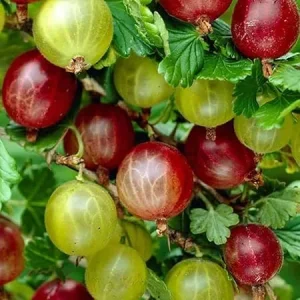 Gooseberry Live Plant, 5-9 Inch Tall, Sweet Berry Bush, Well-Rooted for Planting - Image 5