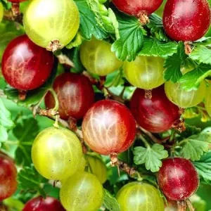 Gooseberry Live Plant Bush – 5-9 Inch Tall Starter for Fruit Garden - Image 1