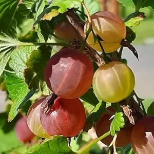Gooseberry Live Plant for Edible Berries, Shrub 5-9 Inc Tall, USDA Zones 3-8 - Image 4