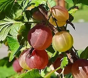 Gooseberry Live Plant for Edible Berries, Shrub 5-9 Inc Tall, USDA Zones 3-8 - Image 7