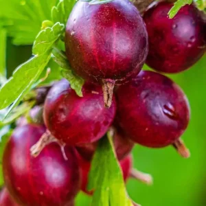 Gooseberry Live Plant – Fully Rooted Bush, 5-9 Inch Tall, Red Fruit - Image 3