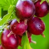 Gooseberry Live Plant – Fully Rooted Bush, 5-9 Inch Tall, Red Fruit - Image 1