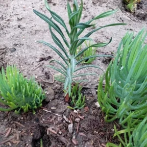 Gopher Purge Live Plant (Euphorbia lathyris) - Natural Gopher Deterrent Bare Root - Image 2