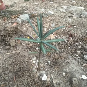 Gopher Purge Live Plant (Euphorbia lathyris) - Natural Gopher Deterrent Bare Root - Image 4