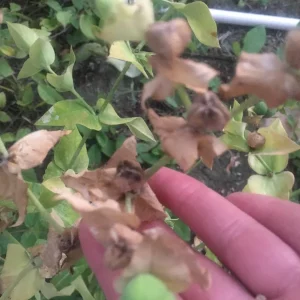 Gopher Purge Live Plant (Euphorbia lathyris) - Natural Gopher Deterrent Bare Root - Image 5