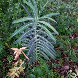 Gopher Purge Live Plant (Euphorbia lathyris) - Natural Gopher Deterrent Bare Root - Image 1