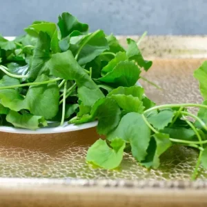 Gotu Kola Seeds - Large Leaf Centella Asiatica Seeds for Planting (500 Count) - Image 2