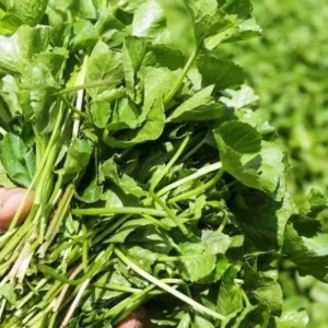 Gotu Kola Seeds - Large Leaf Centella Asiatica Seeds for Planting (500 Count) - Image 5