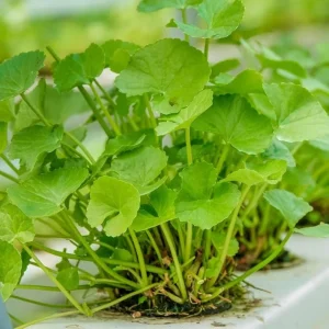 Gotu Kola Seeds - Large Leaf Centella Asiatica Seeds for Planting (500 Count) - Image 6