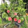 Grafted Ruby Guava Tree Live Plant – 3-4 Feet Tall – Ready to Bear Fruit – Zones 9-11 – Outdoor - Image 1