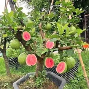 Grafted Ruby Guava Tree Live Plant – 3-4 Feet Tall – Ready to Bear Fruit – Zones 9-11 – Outdoor - Image 1