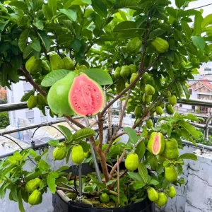 Grafted Ruby Guava Tree Live Plant - 3-4 Ft Tall, Ready to Bear Fruit - Image 2