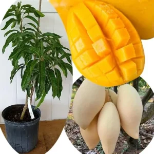 Grafted Super Alphonso Mango Live Tree 2-3 Ft Tall in 3 Gallon Pot, High-Yielding - Image 10
