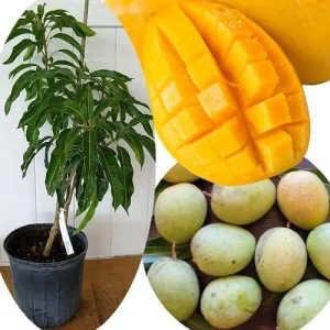 Grafted Super Alphonso Mango Live Tree 2-3 Ft Tall in 3 Gallon Pot, High-Yielding - Image 11
