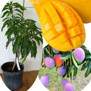 Grafted Super Alphonso Mango Live Tree 2-3 Ft Tall in 3 Gallon Pot, High-Yielding - Image 3
