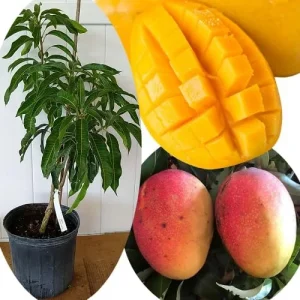 Grafted Super Alphonso Mango Live Tree 2-3 Ft Tall in 3 Gallon Pot, High-Yielding - Image 4