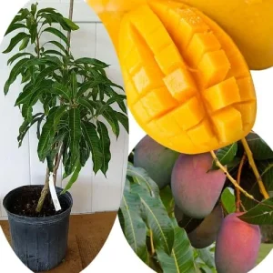 Grafted Super Alphonso Mango Live Tree 2-3 Ft Tall in 3 Gallon Pot, High-Yielding - Image 5