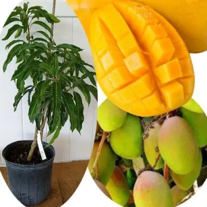 Grafted Super Alphonso Mango Live Tree 2-3 Ft Tall in 3 Gallon Pot, High-Yielding - Image 6
