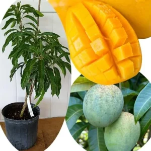 Grafted Super Alphonso Mango Live Tree 2-3 Ft Tall in 3 Gallon Pot, High-Yielding - Image 7