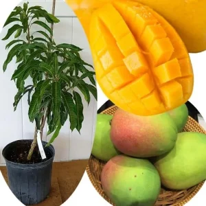 Grafted Super Alphonso Mango Live Tree 2-3 Ft Tall in 3 Gallon Pot, High-Yielding - Image 8