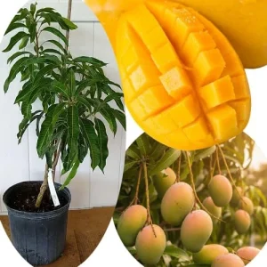 Grafted Super Alphonso Mango Live Tree 2-3 Ft Tall in 3 Gallon Pot, High-Yielding - Image 1