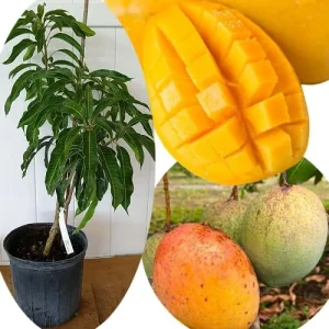Grafted Super Alphonso Mango Live Tree 2-3 Ft Tall in 3 Gallon Pot, High-Yielding - Image 9