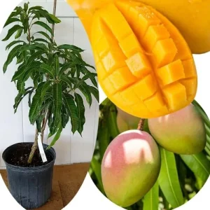 Grafted Super Julie Mango Tree Live Plant – 2-3 ft Tall, Ready to Fruit, 1 Gallon Pot, Tropical Outdoor - Image 2