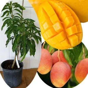 Grafted Super Julie Mango Tree Live Plant – 2-3 ft Tall, Ready to Fruit, 1 Gallon Pot, Tropical Outdoor - Image 3