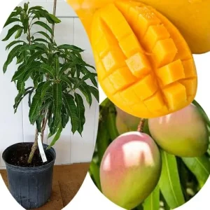 Grafted Super Julie Mango Tree Live Plant – 2-3 ft Tall, Ready to Fruit, 1 Gallon Pot, Tropical Outdoor - Image 1