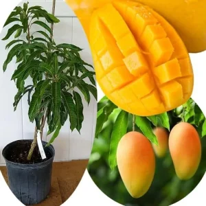 Grafted Super Julie Mango Tree Live Plant – 2-3 ft Tall, Ready to Fruit, 1 Gallon Pot, Tropical Outdoor - Image 4