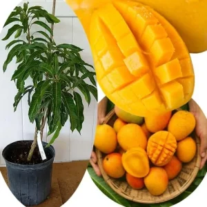 Grafted Super Julie Mango Tree Live Plant – 2-3 ft Tall, Ready to Fruit, 1 Gallon Pot, Tropical Outdoor - Image 5