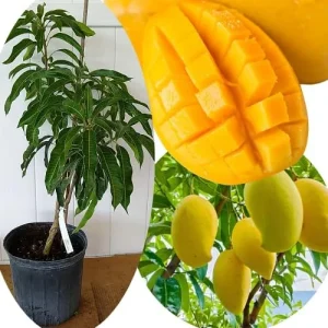 Grafted Super Julie Mango Tree Live Plant – 2-3 ft Tall, Ready to Fruit, 1 Gallon Pot, Tropical Outdoor - Image 6