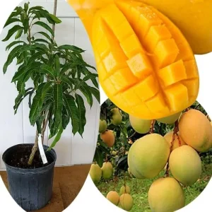 Grafted Super Julie Mango Tree Live Plant – 2-3 ft Tall, Ready to Fruit, 1 Gallon Pot, Tropical Outdoor - Image 8