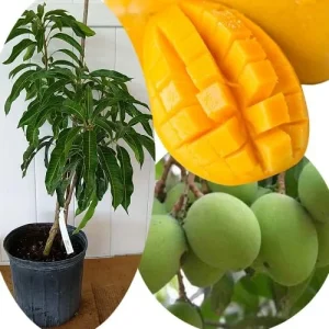Grafted Super Julie Mango Tree Live Plant – 2-3 ft Tall, Ready to Fruit, 1 Gallon Pot, Tropical Outdoor - Image 9